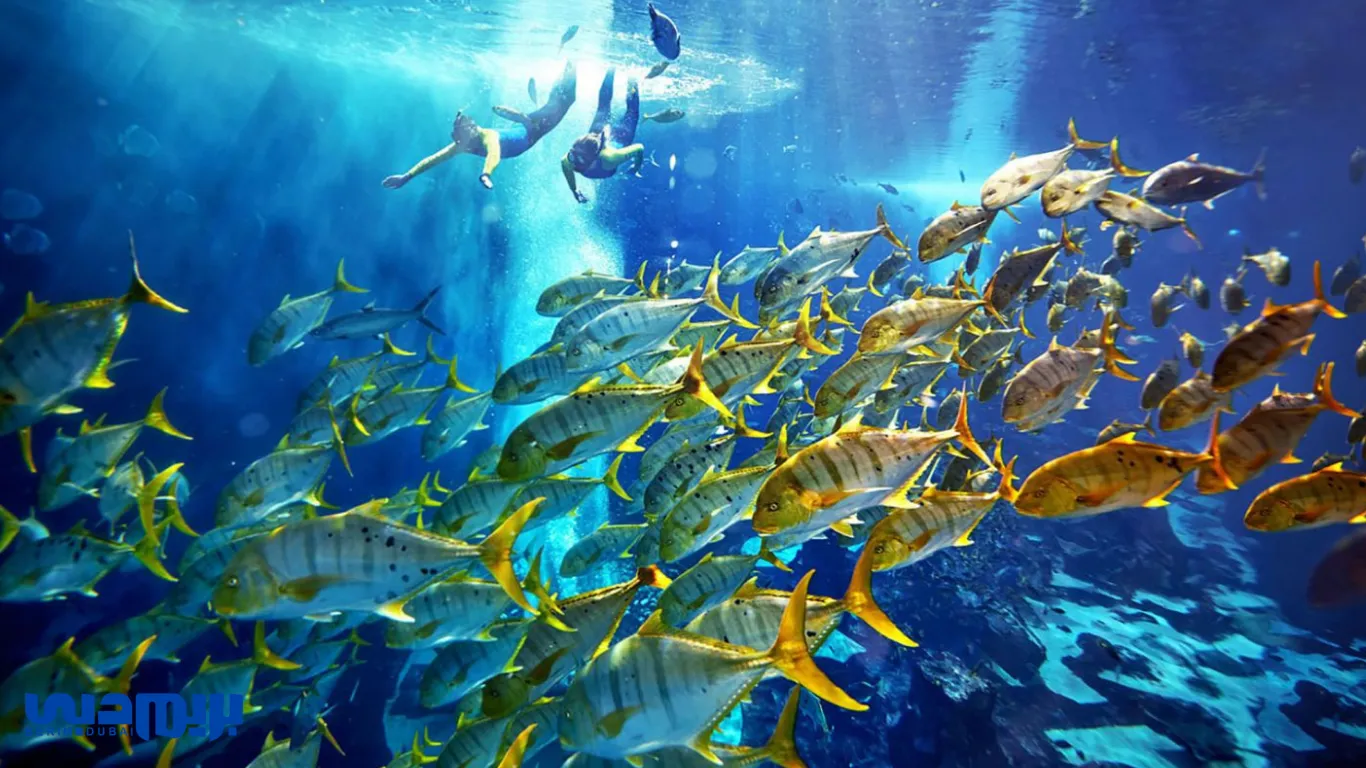 آکواریوم لاست چمبرز